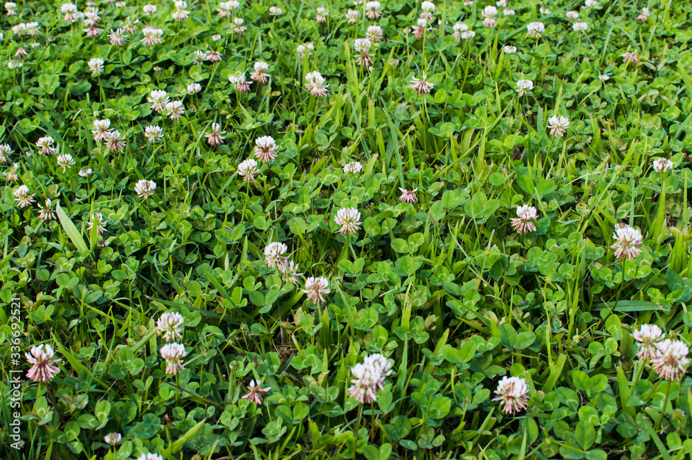 草原に咲くシロツメクサの花