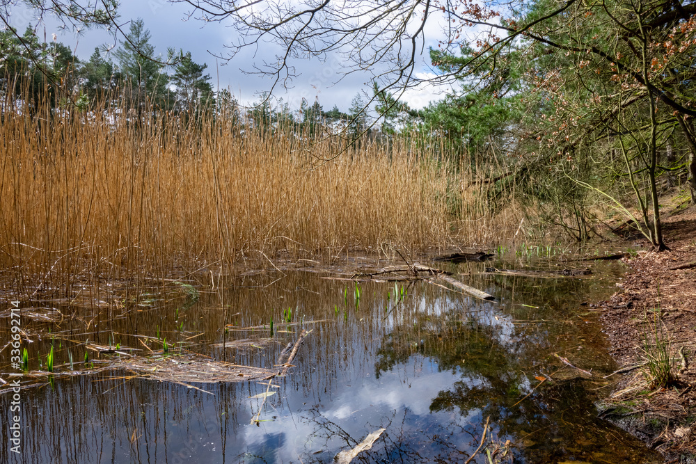 Obraz premium reeds in the forest lake