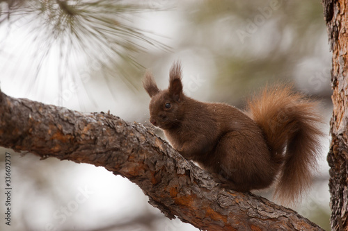 Abert's Squirrel taken in northern AZ in the wild photo