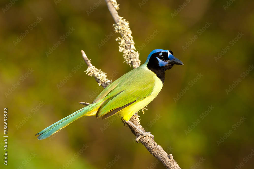 Obraz premium Green Jay taken in southern Texas in the wild