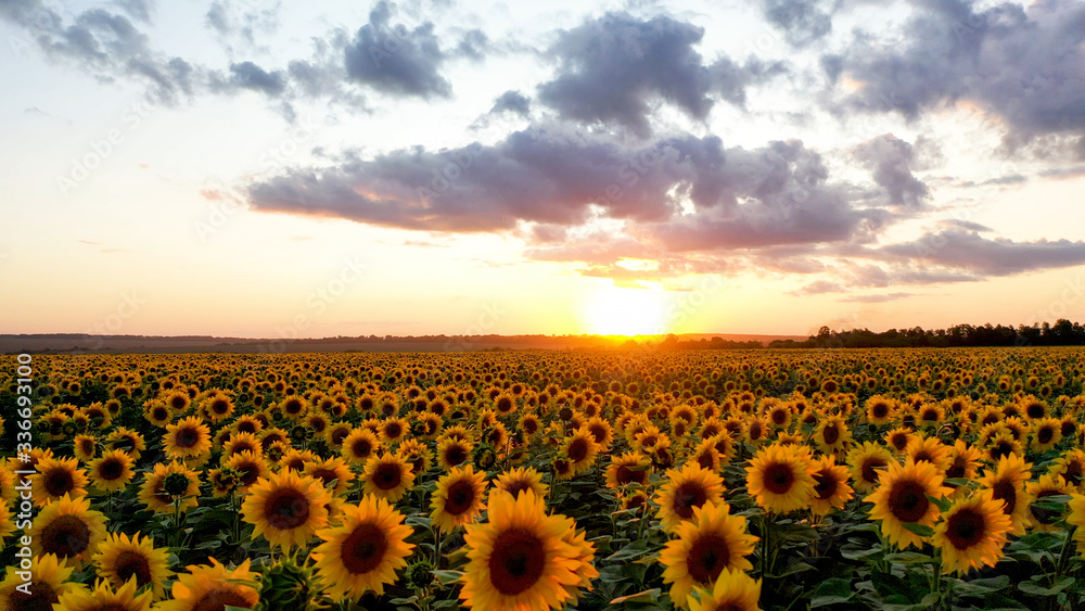 Fototapeta premium Sunflower field at sunset. summer colored landscape.