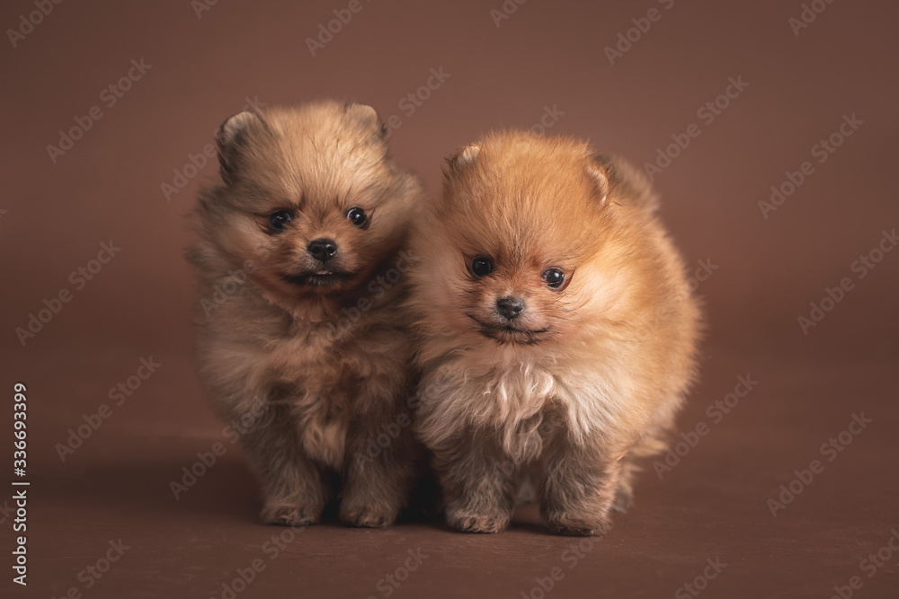 Cute little Pomeranian puppy on brown background Cute little Pomeranian puppy on brown background