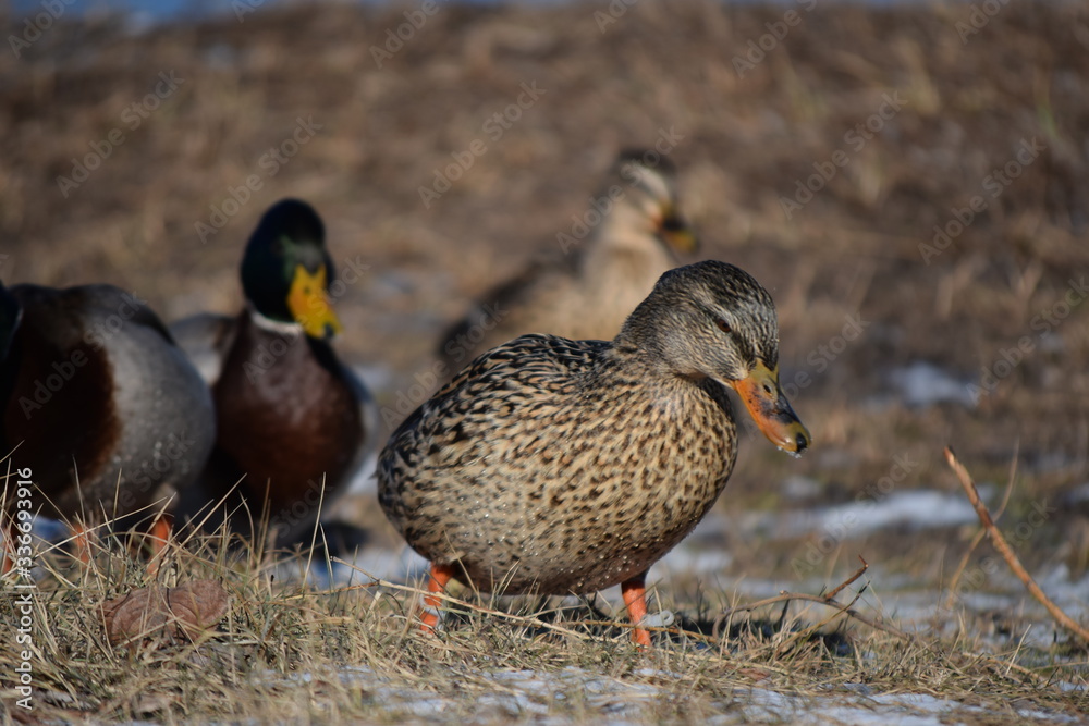 Fototapeta premium Beautiful birds in cold weather