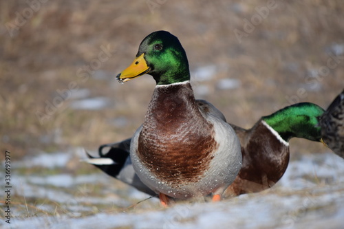 Beautiful birds in cold weather