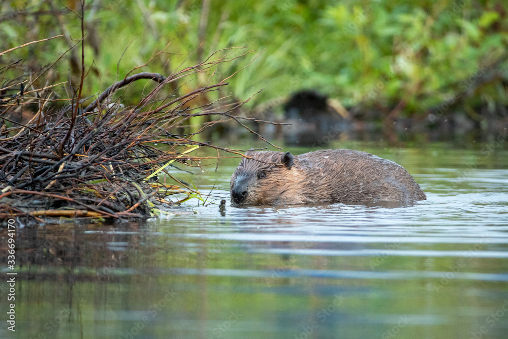 Naklejka premium American Beaver building dam taken in central Alaska