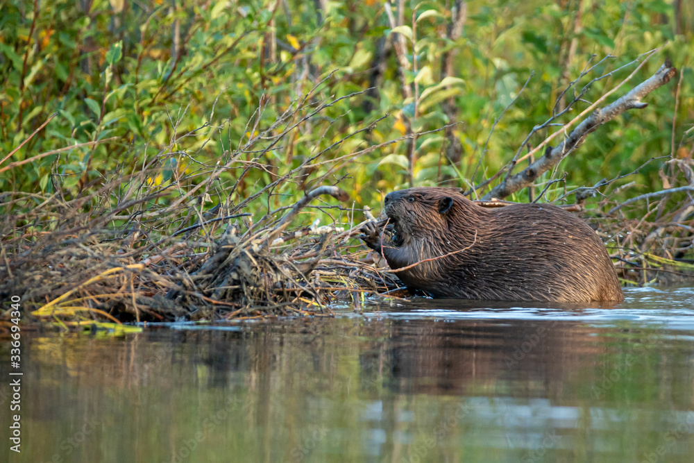 American Beaver dam taken in central Alaska American Beaver dam taken in central Alaska