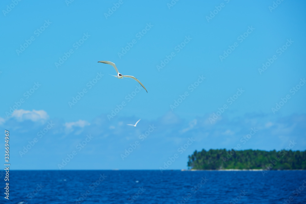 Island where terns dance