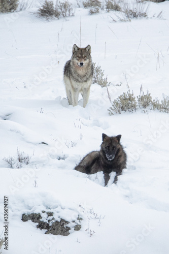 Gray Wolf wapitti pack taken in yellowstone NP © Stan