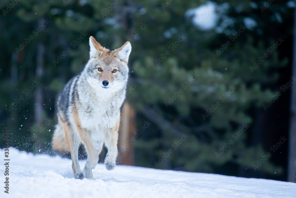 Fototapeta premium Coyote running taken in Yellwostone NP