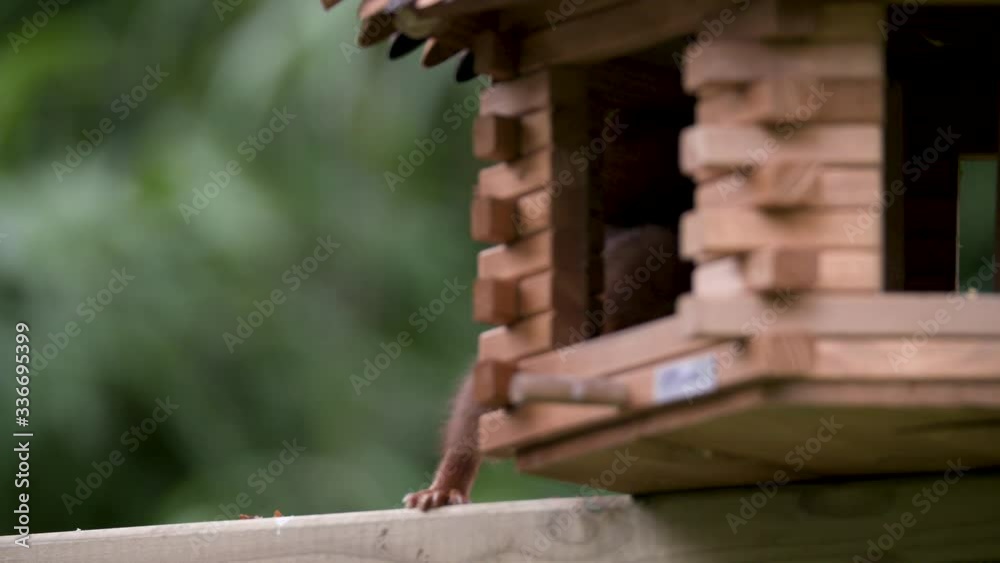 Beautiful red squirrel sitting next to a birdfeeder. Close up shot.