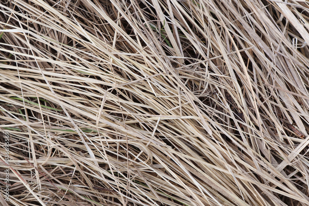 background image with dry grass