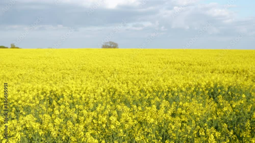 woman hand slowly gliding through yellow canola rapeseed field. tracking shot woman hand slowly gliding through yellow canola rapeseed field. tracking shot