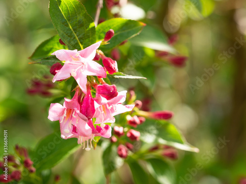 Weigela flowering bush in spring