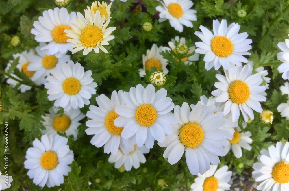 Obraz premium SPRING