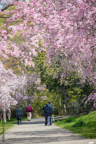 桜満開の公園で散歩している人々