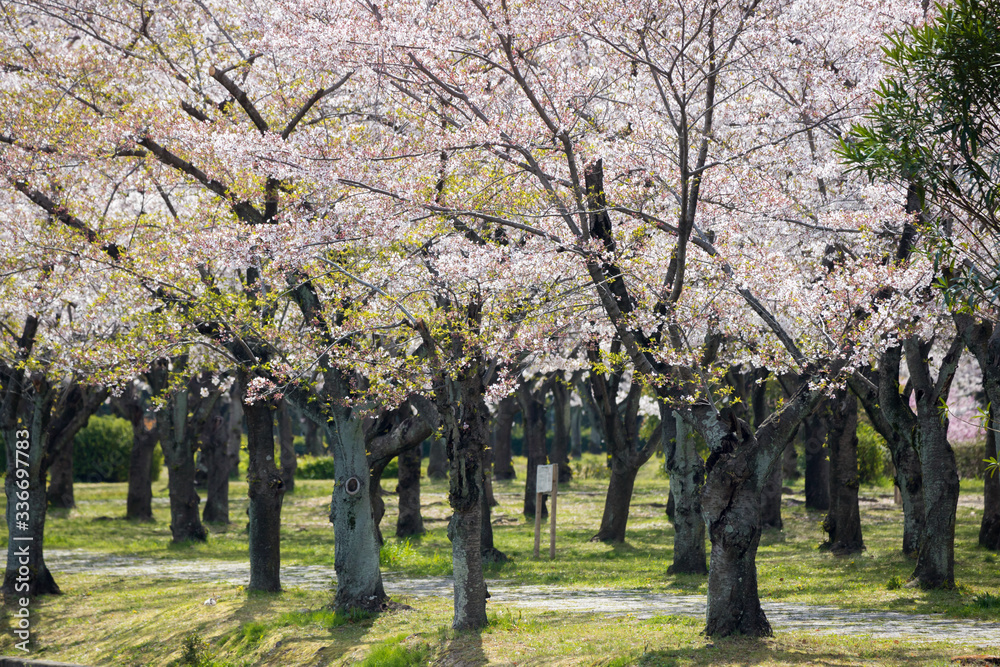 春の公園の満開の桜