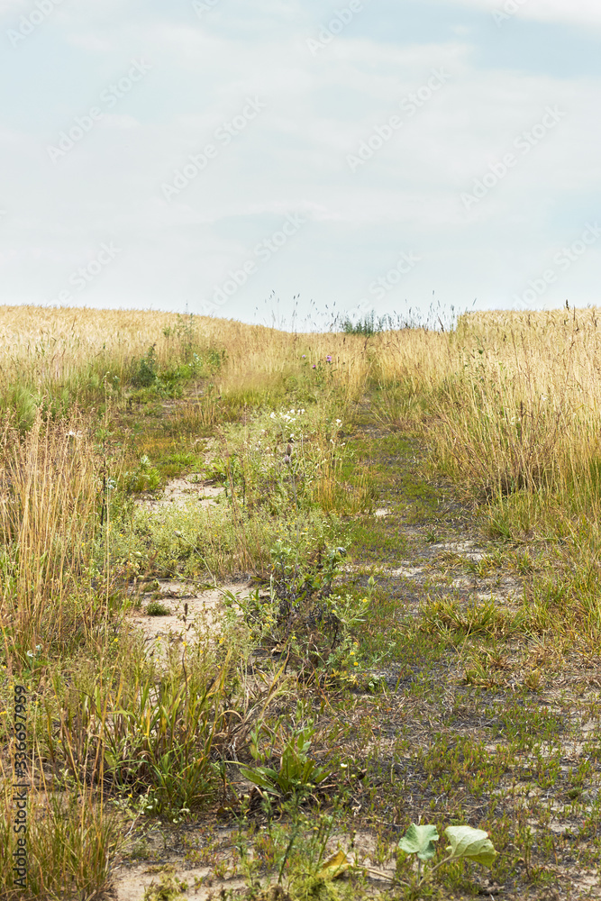 Rural pathway along weeds, wild herbs and field of cereals, copy space for your design, summertime and agriculture concept Rural pathway along weeds, wild herbs and field of cereals, copy space for your design, summertime and agriculture concept