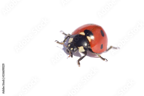 close up of ladybug isolated on white