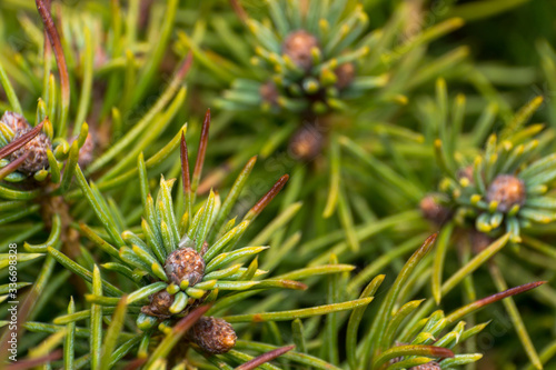 close-up photo of a pine tree in spring season