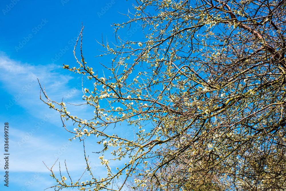 tree branches in springtime with beautiful blue sky tree branches in springtime with beautiful blue sky