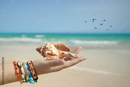 Muscheln sammeln am Meer