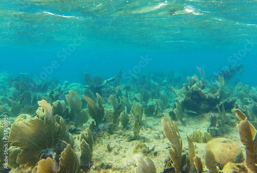 Fan coral garden at caribbean sea Cuba