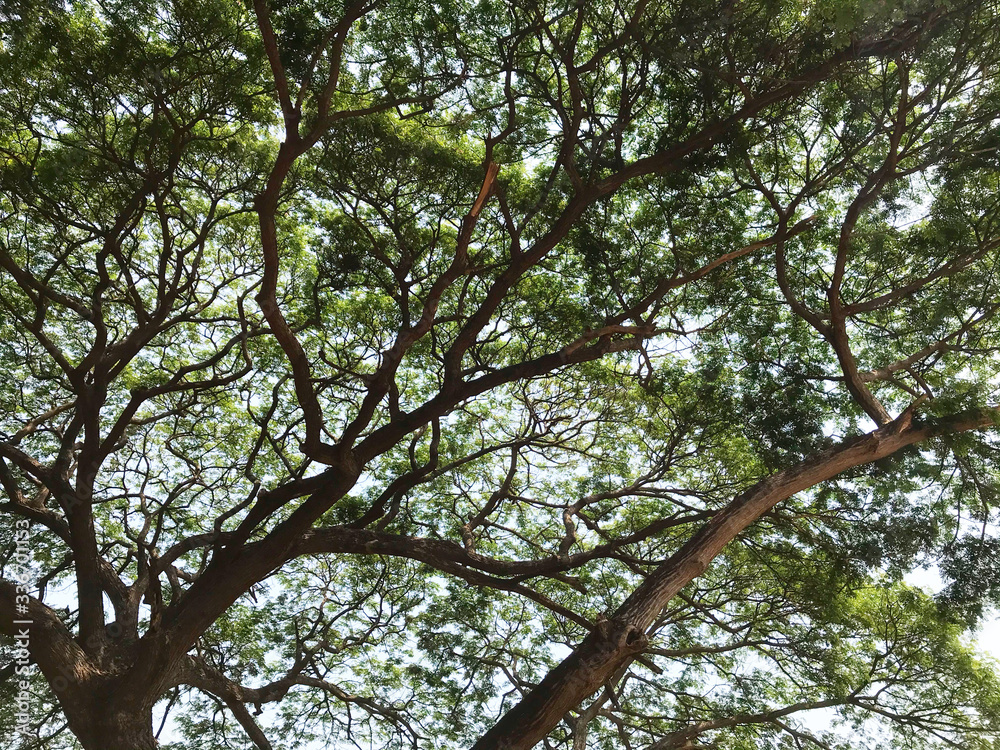 Under big tree, beautiful spread of branches full of fresh green leaves. Nature background in trees foliage. Environmentally friendly concept. Under big tree, beautiful spread of branches full of fresh green leaves. Nature background in trees foliage. Environmentally friendly concept.