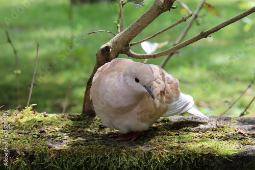 collared dove on moss