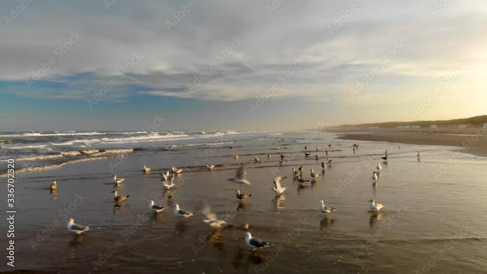 Aerial view of flying and swimming seabirds at the ocean close to Løkken by the North Sea, Denmark Aerial view of flying and swimming seabirds at the ocean close to Løkken by the North Sea, Denmark