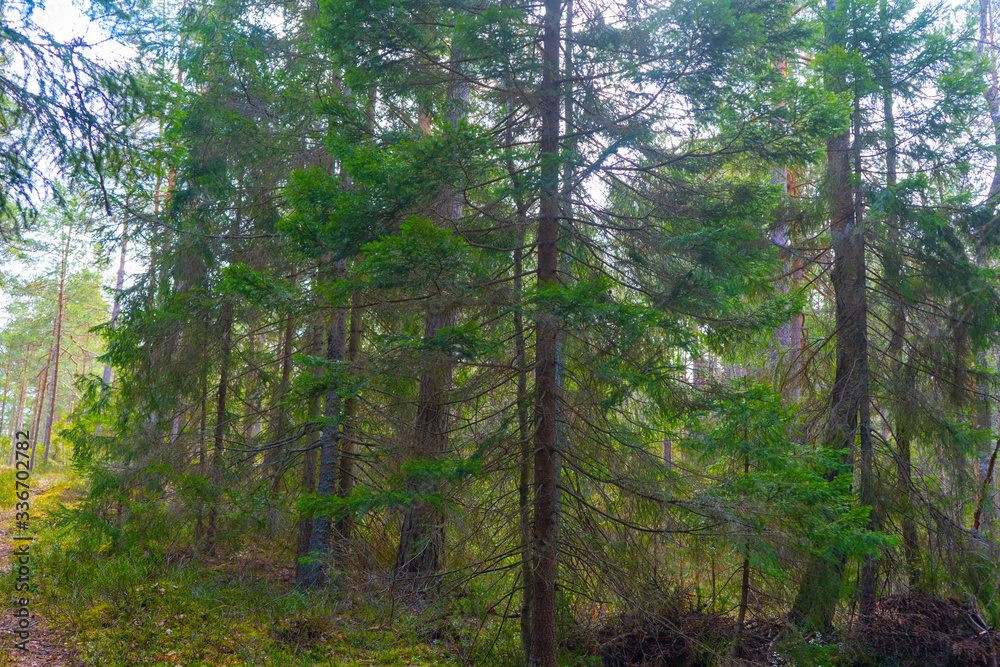 Fototapeta premium Scandinavian forest in spring. Photo of swedish nature.