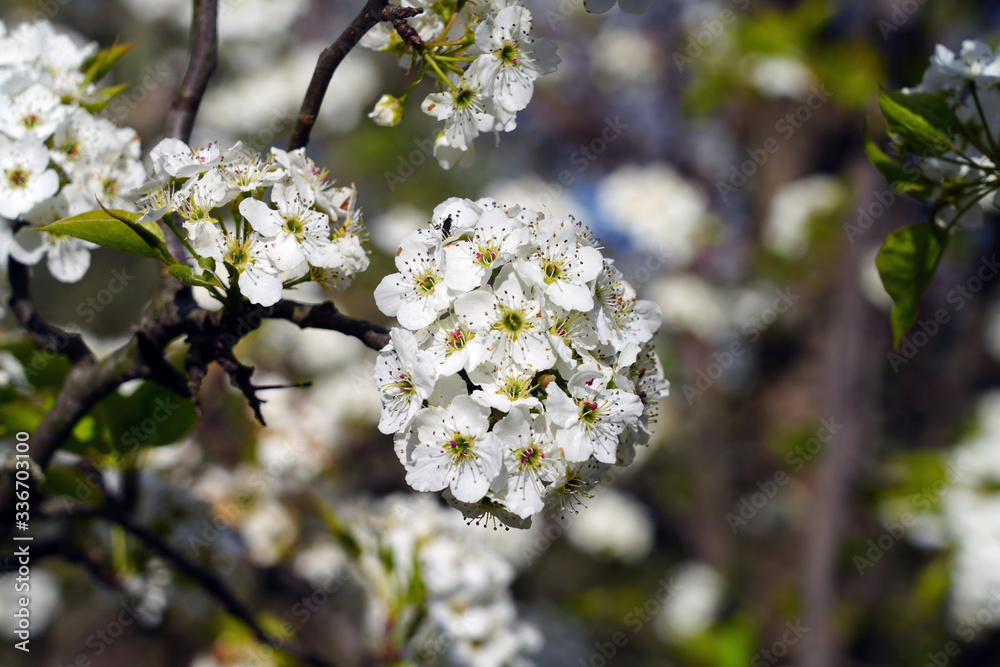 View of a Callery Pear (Pyrus calleryana) tree with white flowers in the spring View of a Callery Pear (Pyrus calleryana) tree with white flowers in the spring