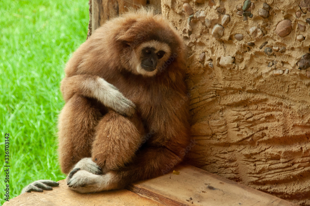 Fototapeta premium The sad expression of a large monkey against the background of green grass and wall. Support hand.