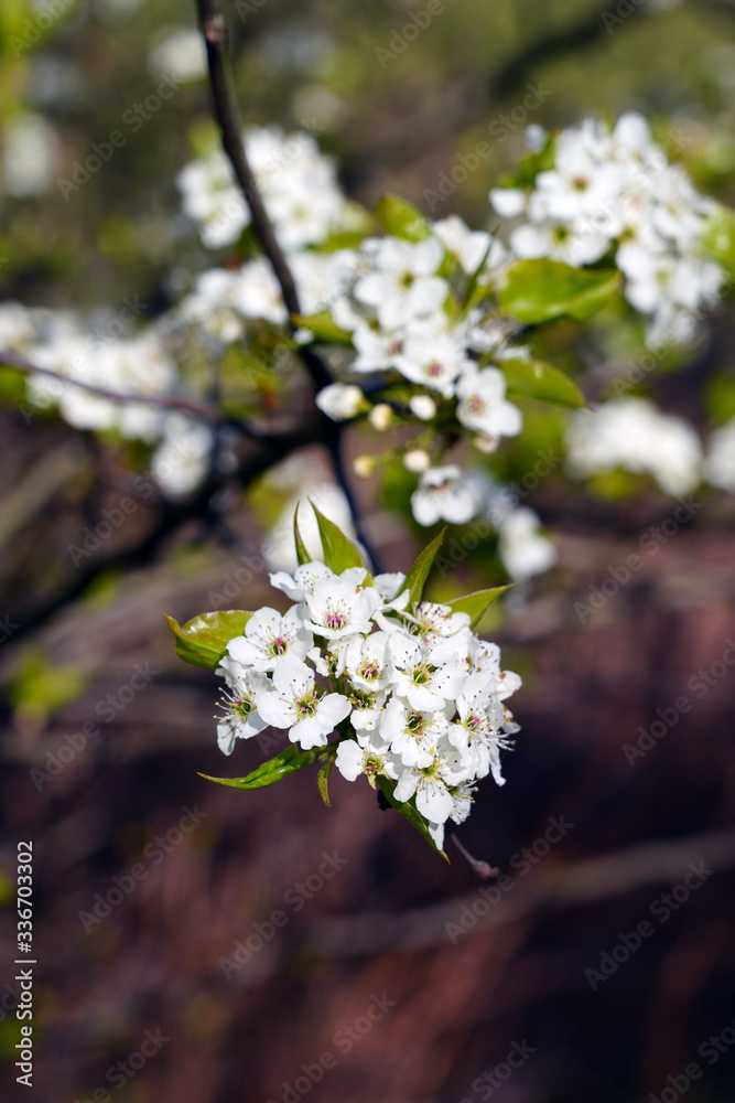 View of a Callery Pear (Pyrus calleryana) tree with white flowers in the spring View of a Callery Pear (Pyrus calleryana) tree with white flowers in the spring
