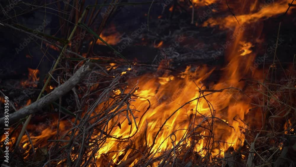 Forest fire disaster is burning caused by humans Forest fire disaster is burning caused by humans