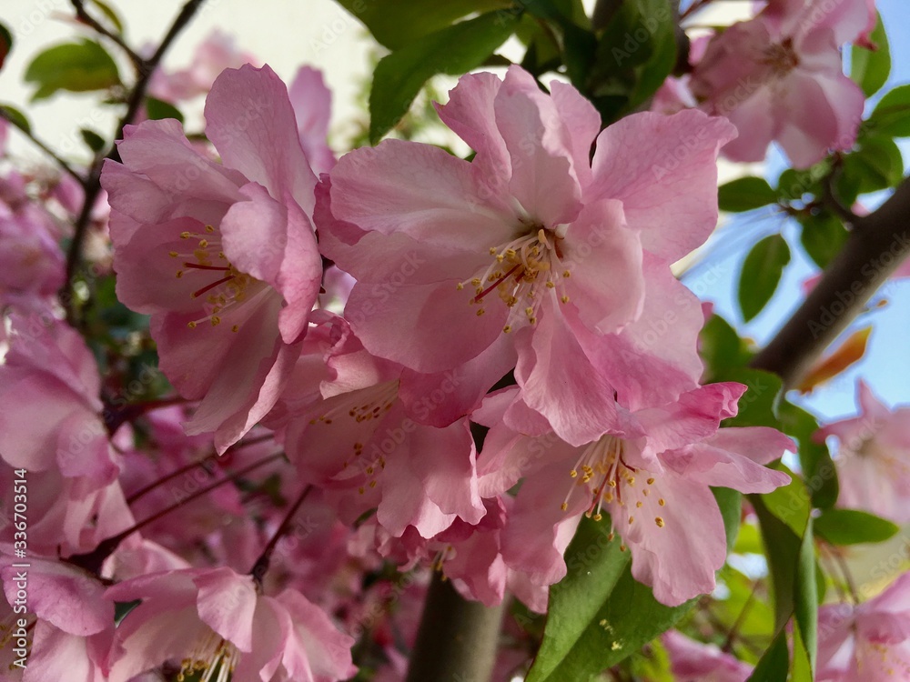 Obraz premium SAKURA