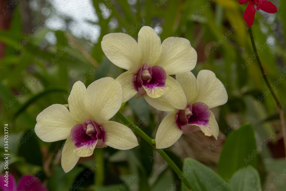 Fototapeta premium Two- Colored Orchid