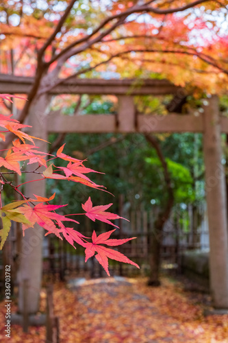 Autumn Leaves in Rengeji Temple in Kyoto, Japan photo