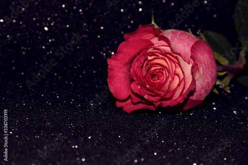 A gorgeous rose Bud on a black shiny background.