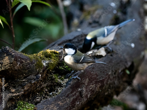 Japanese tit on a fallen forest log 14