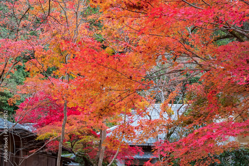 Autumn Leaves in Rengeji Temple in Kyoto, Japan