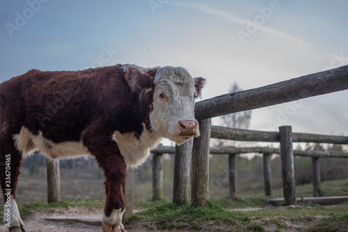 Summertime cow 