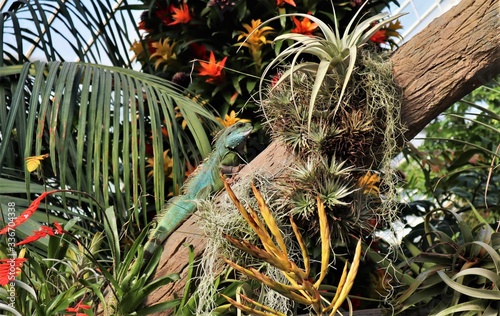 Iguana resting among tropical gardens.