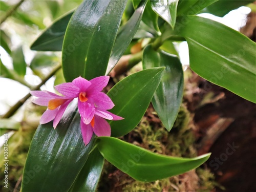 Pink orchid flower in tropical environment.