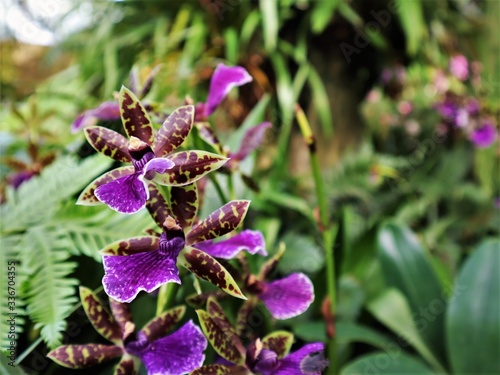 Purple orchid flower in tropical environment.