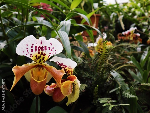 The beauty of the Slipper Orchid