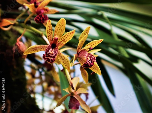 Tropical pink and yellow orchid