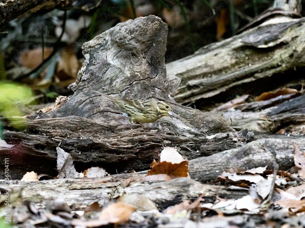 black-faced bunting in a Japanese forest 5 black-faced bunting in a Japanese forest 5