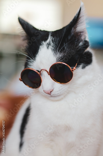 Bicolor cat with sunglasses looking like a photo model photo