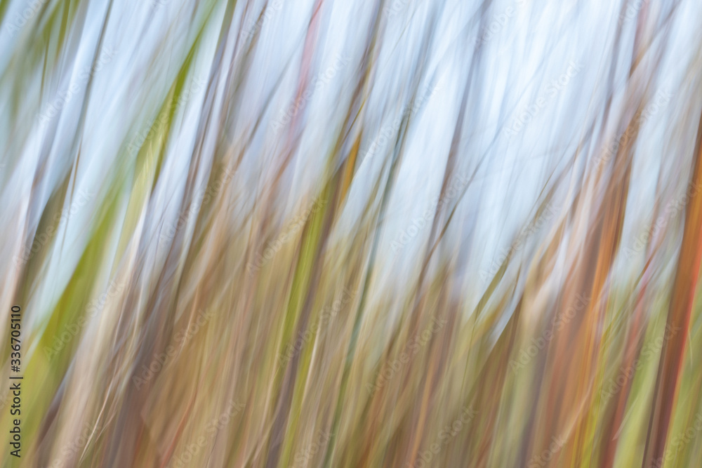 Intentional camera movement to create a blurred wild grass close up with sky background.