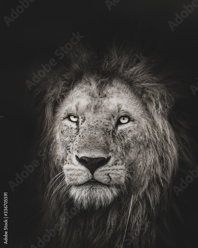 Lion King  © Ramachandiran G